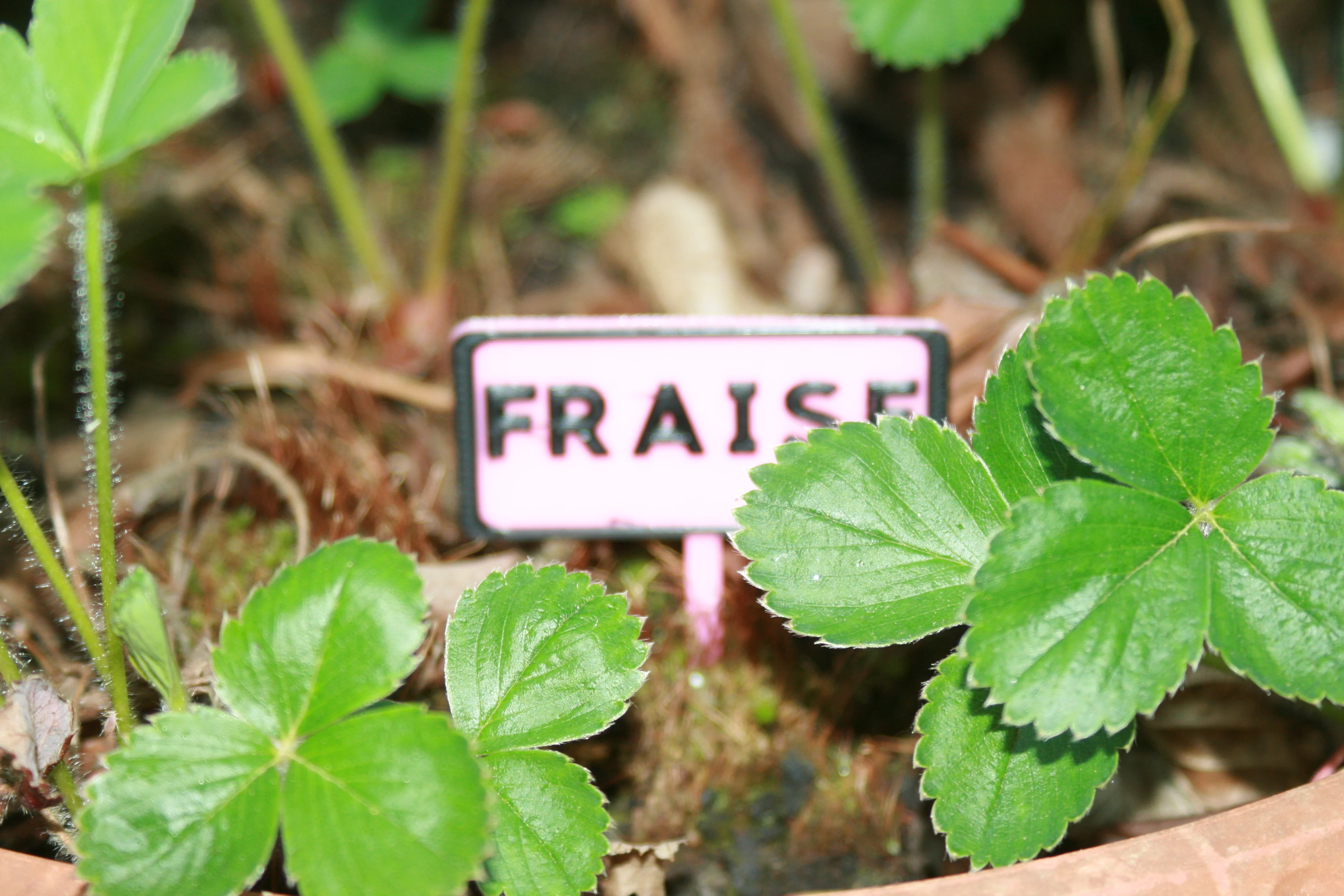 Panneau potager Fraise