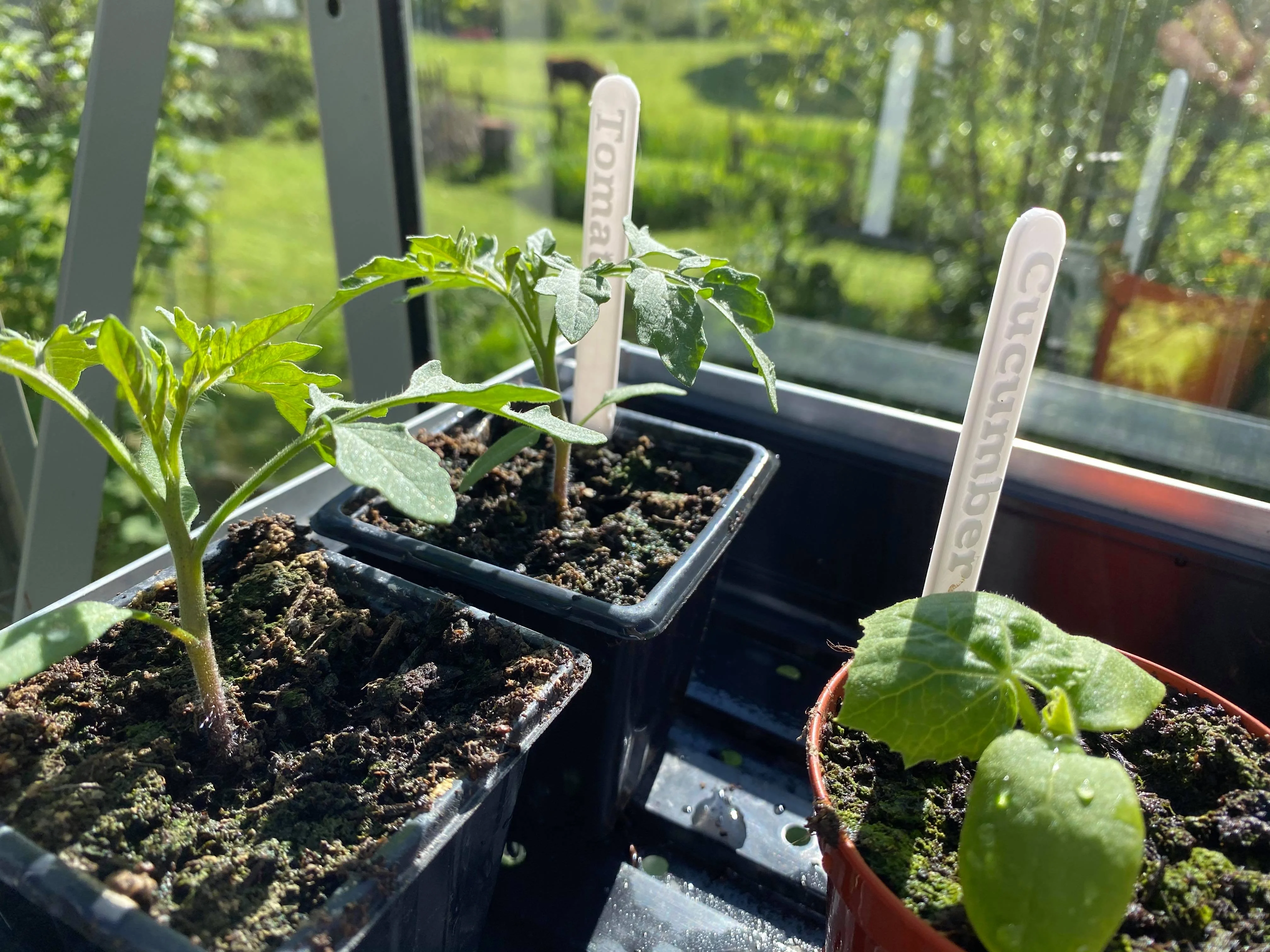 Seedling Plant Pot Labels
