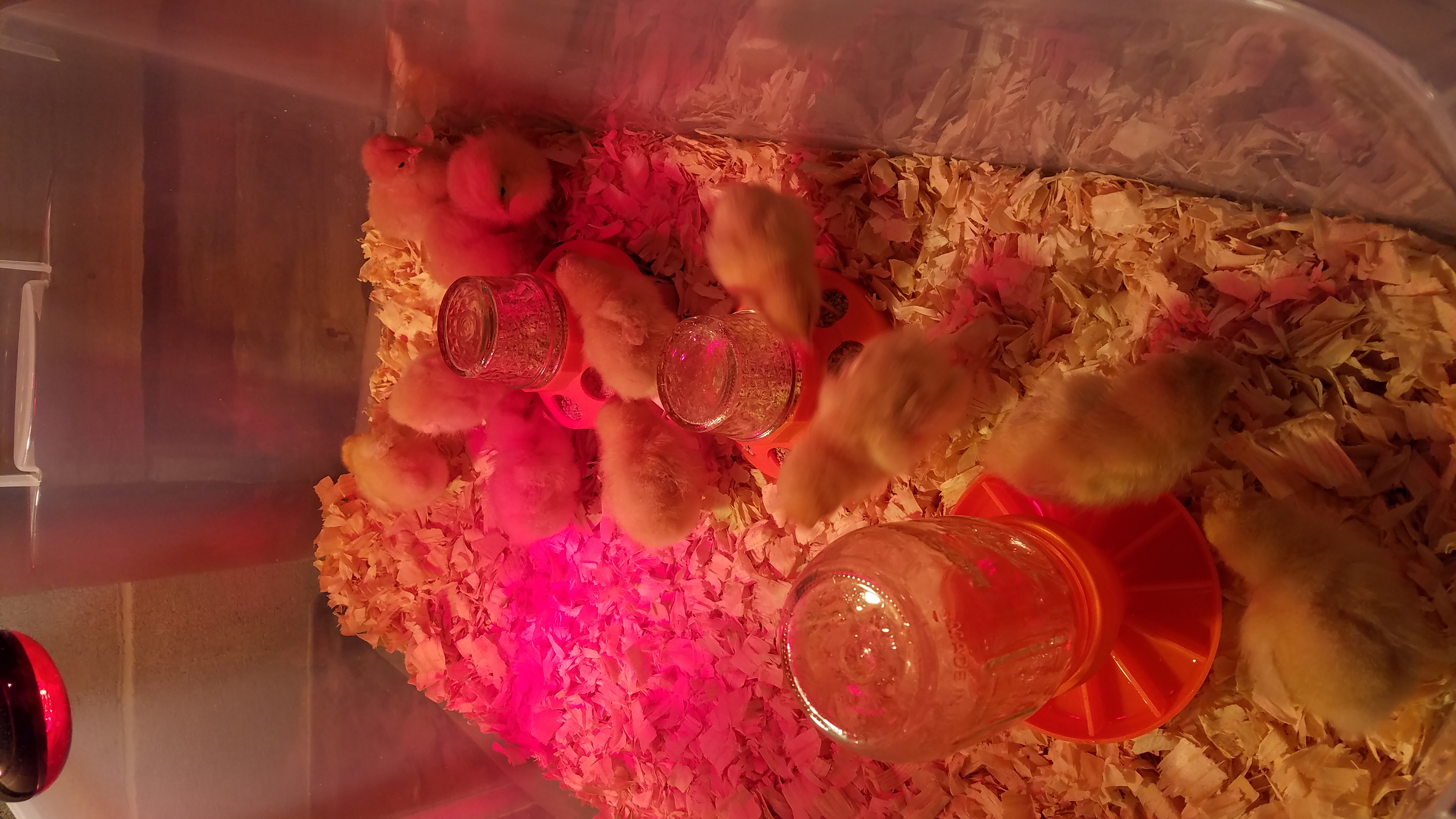 Baby Chick Feeder for Mason / Canning Jar