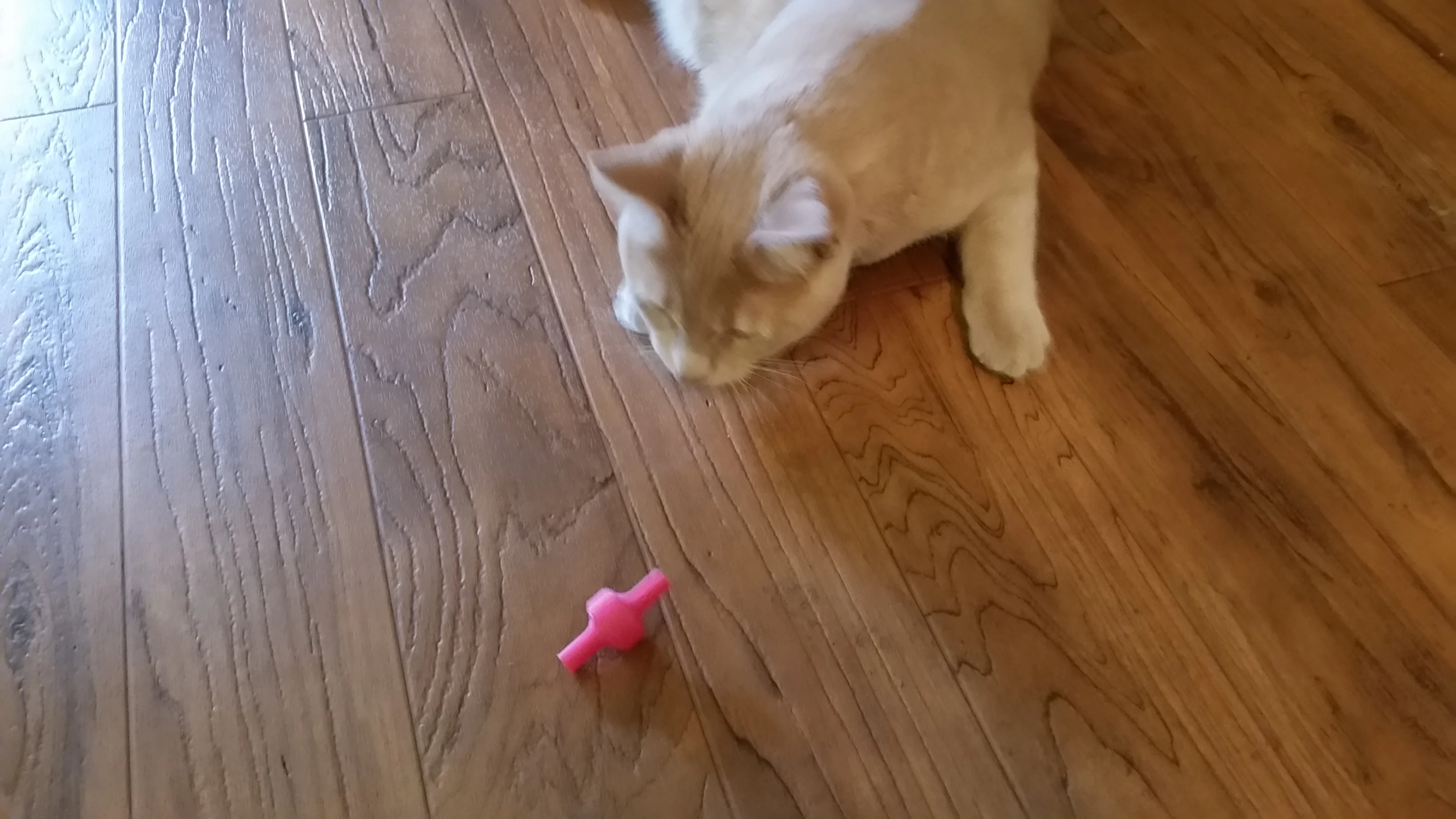 Cat Toy - Spinning Top