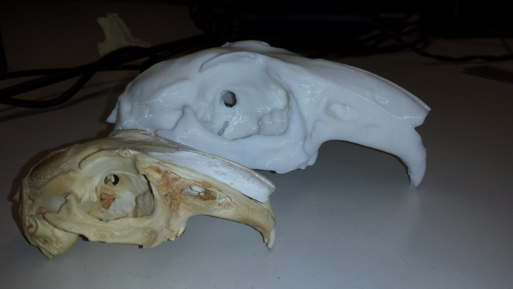 Skull of an European Rabbit (Oryctolagus cuniculus)