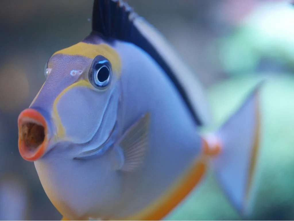 Nori Clip For Reef Tanks