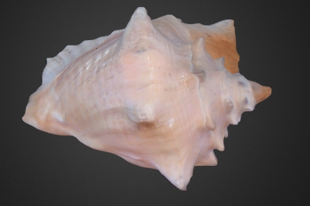 Conch Shell - From Sunny The Bear