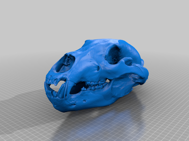 Mammal Skulls of Montana