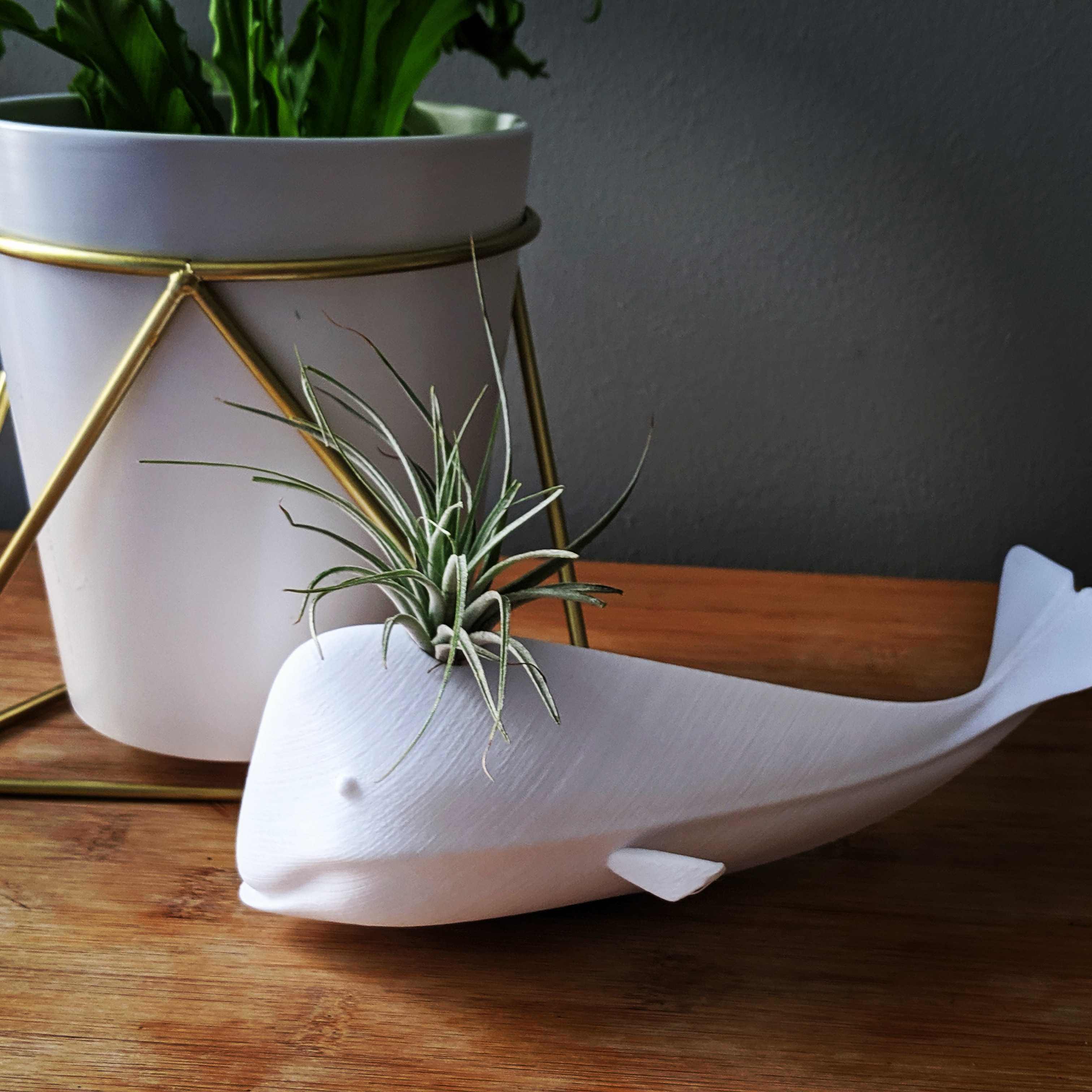 Whale Airplant Holder