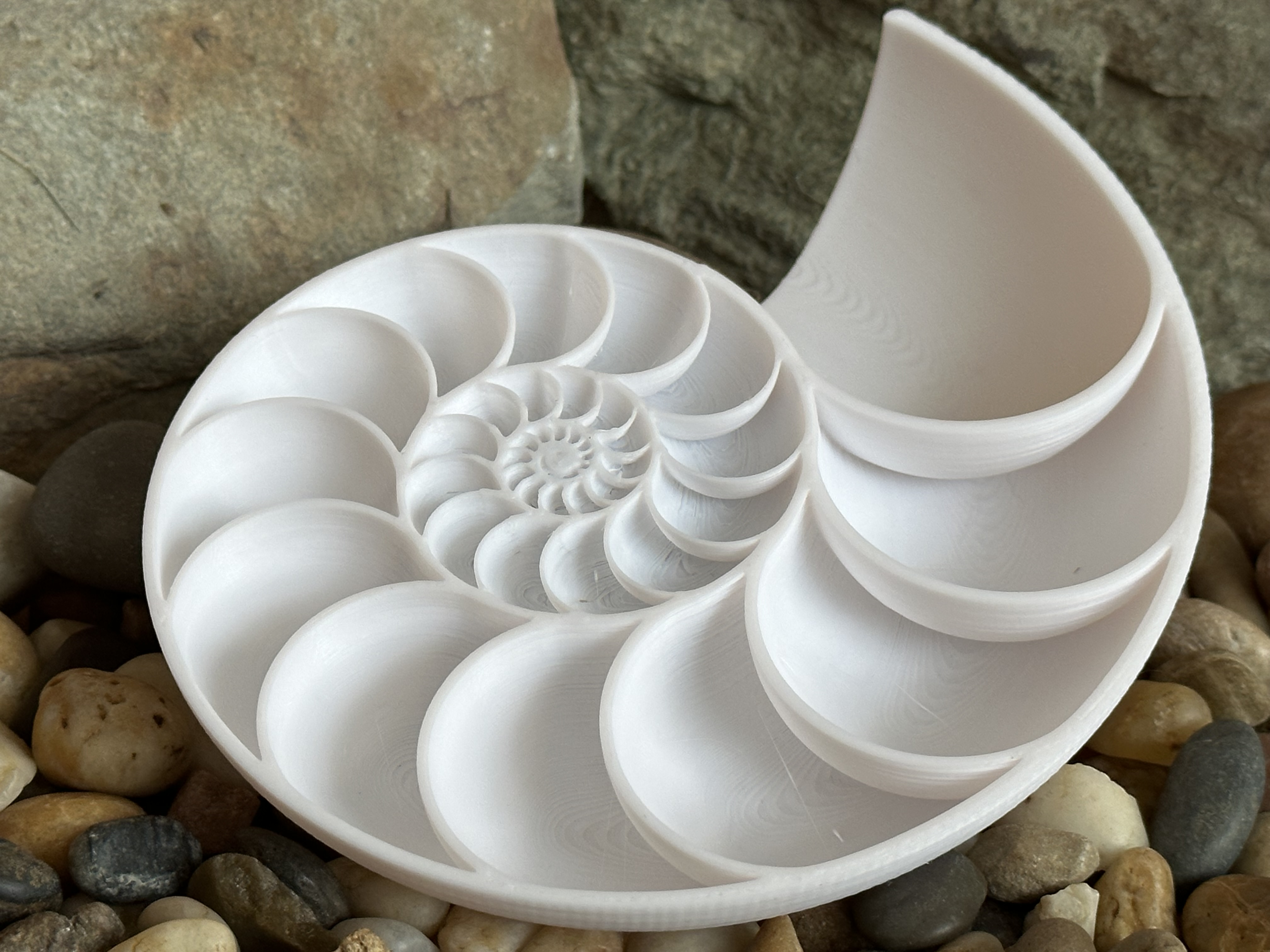 Nautilus Shell Cross Section