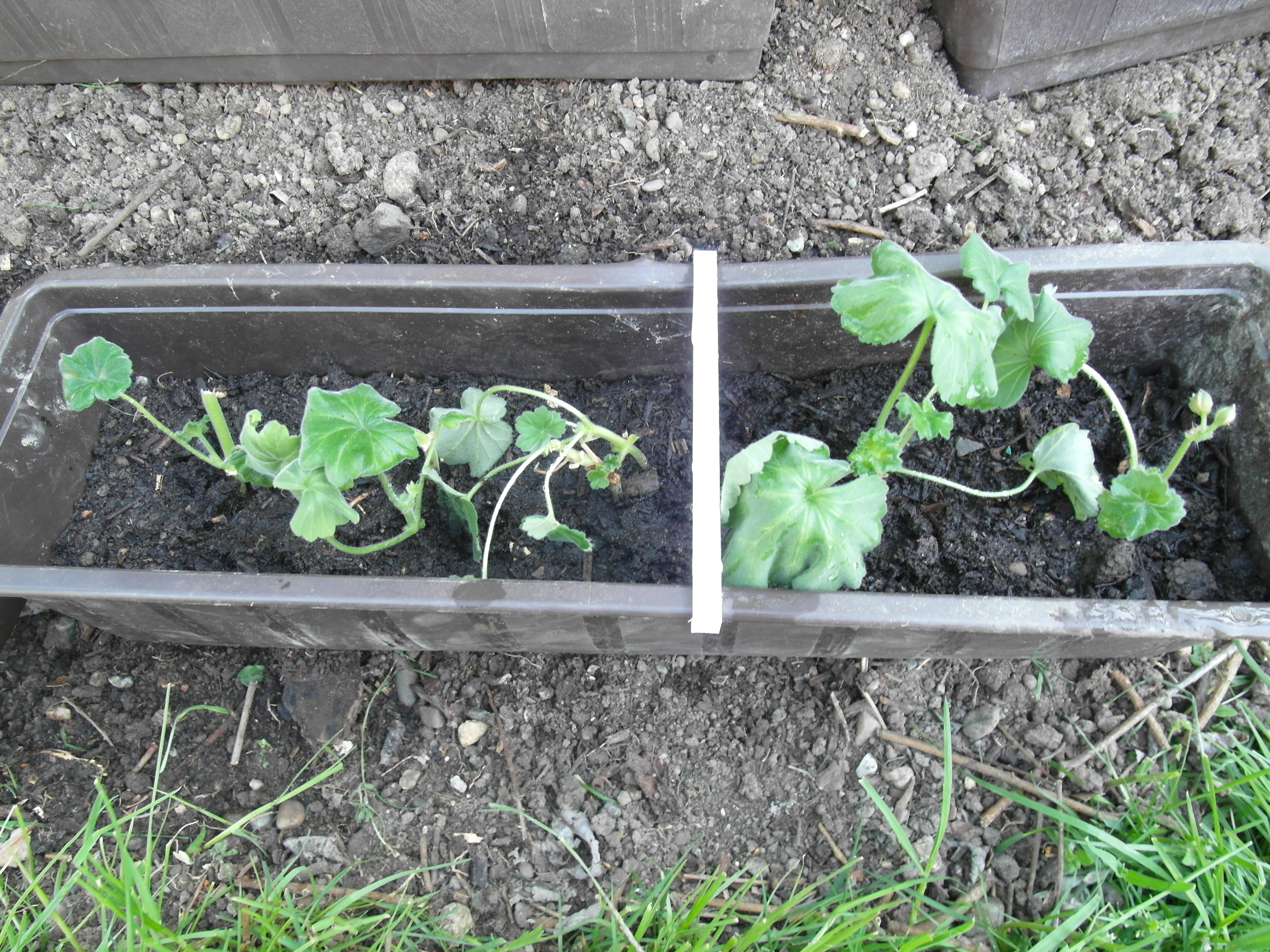 Planter stablizer clamb (Customizer)