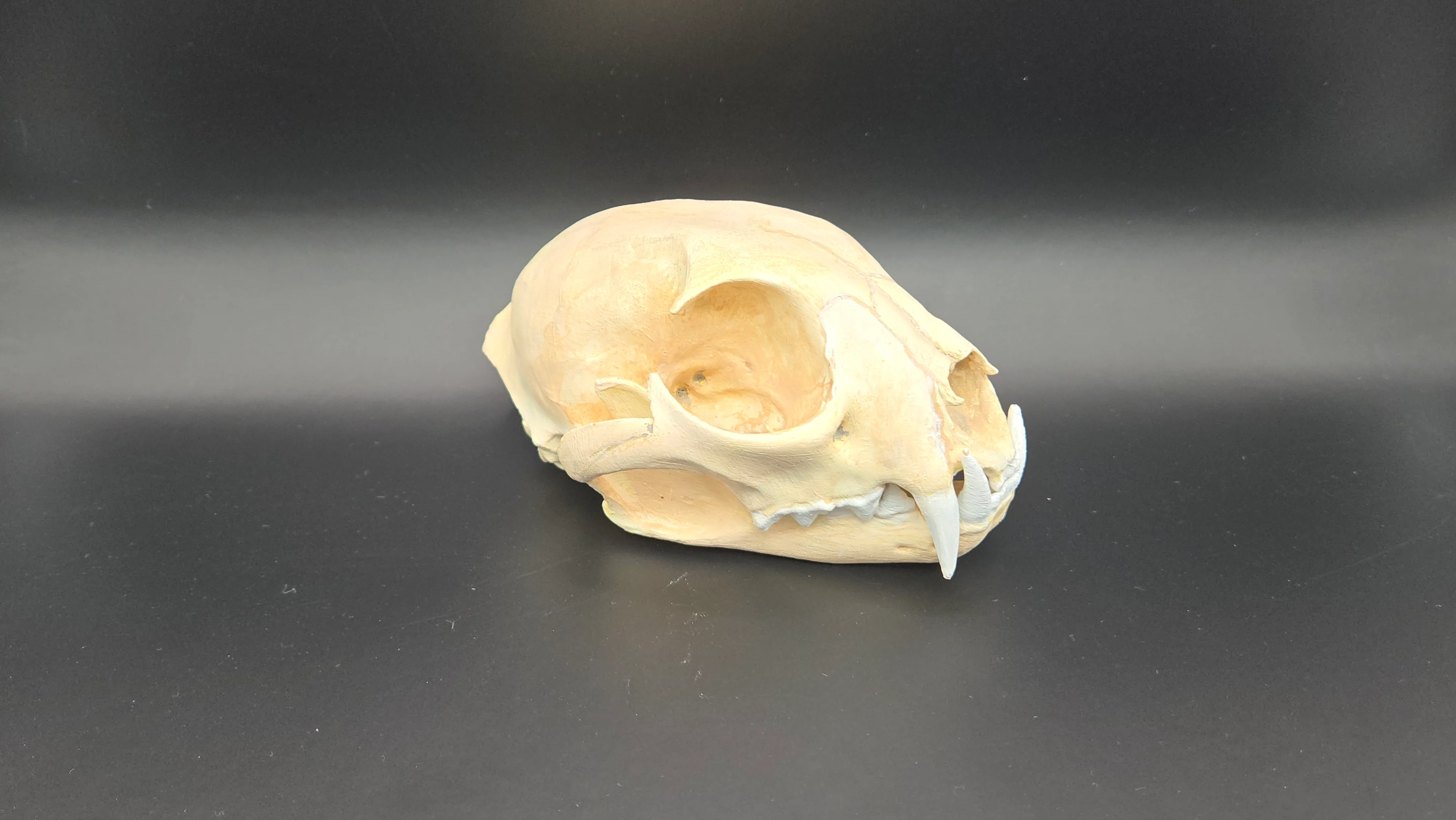 Lynx Skull
