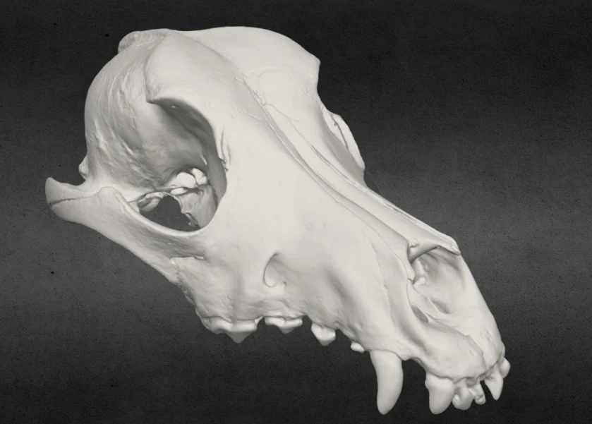 Dog Skull & Jaw