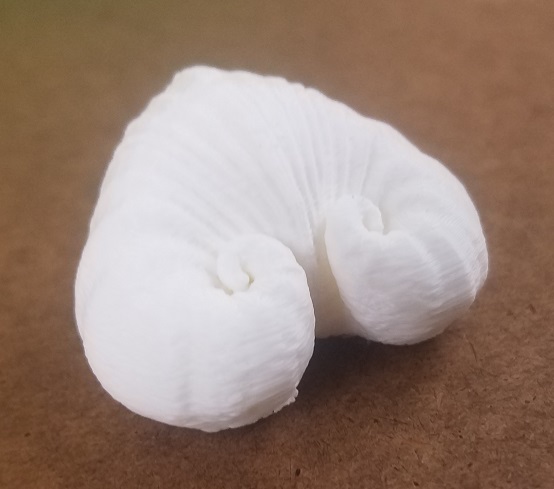 Spiral Heart Shell - Meiocardia Vulgaris