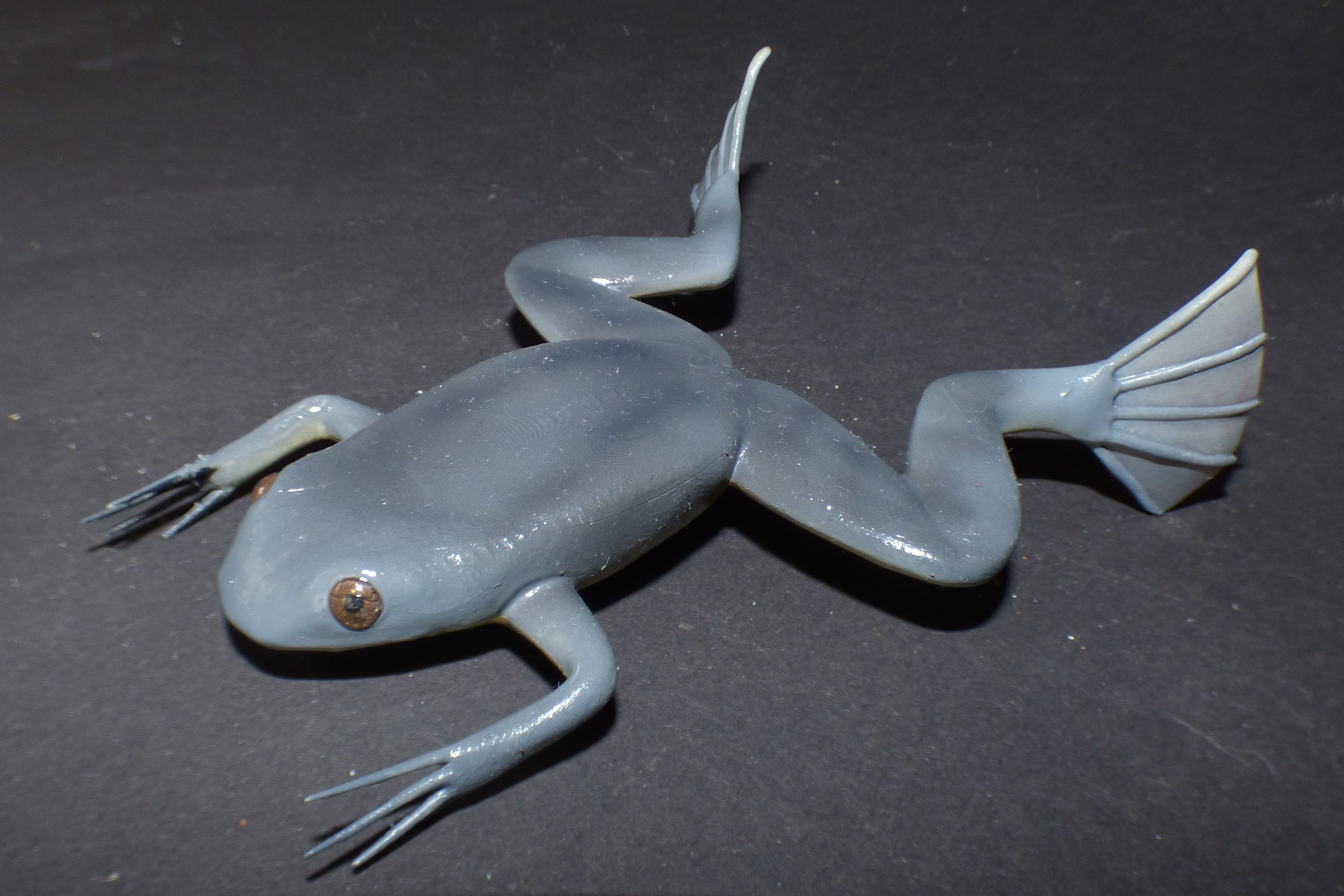 Palaeobatrachus