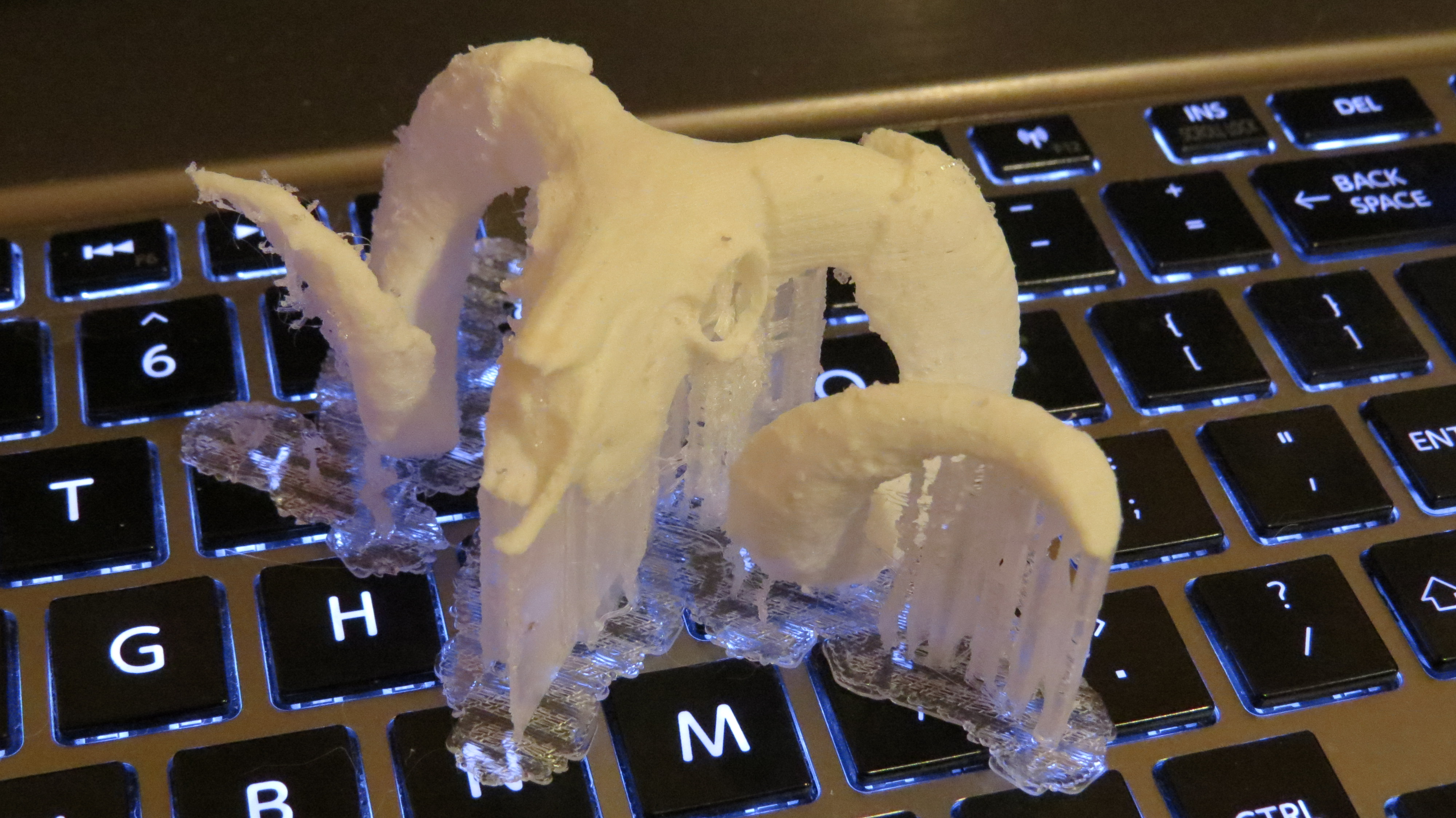 Sheep skull - Merino Ram