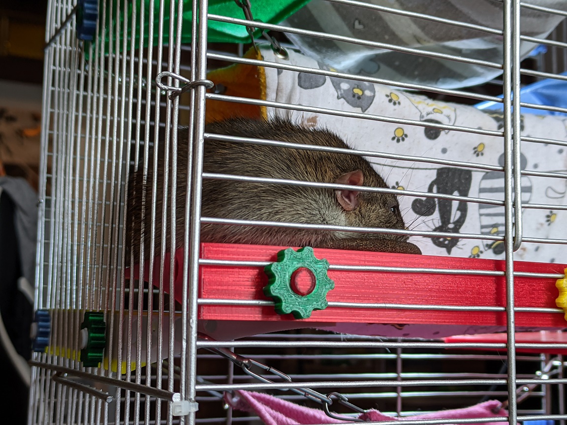rodent platform