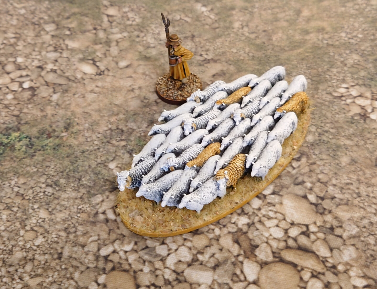 Flock of sheep