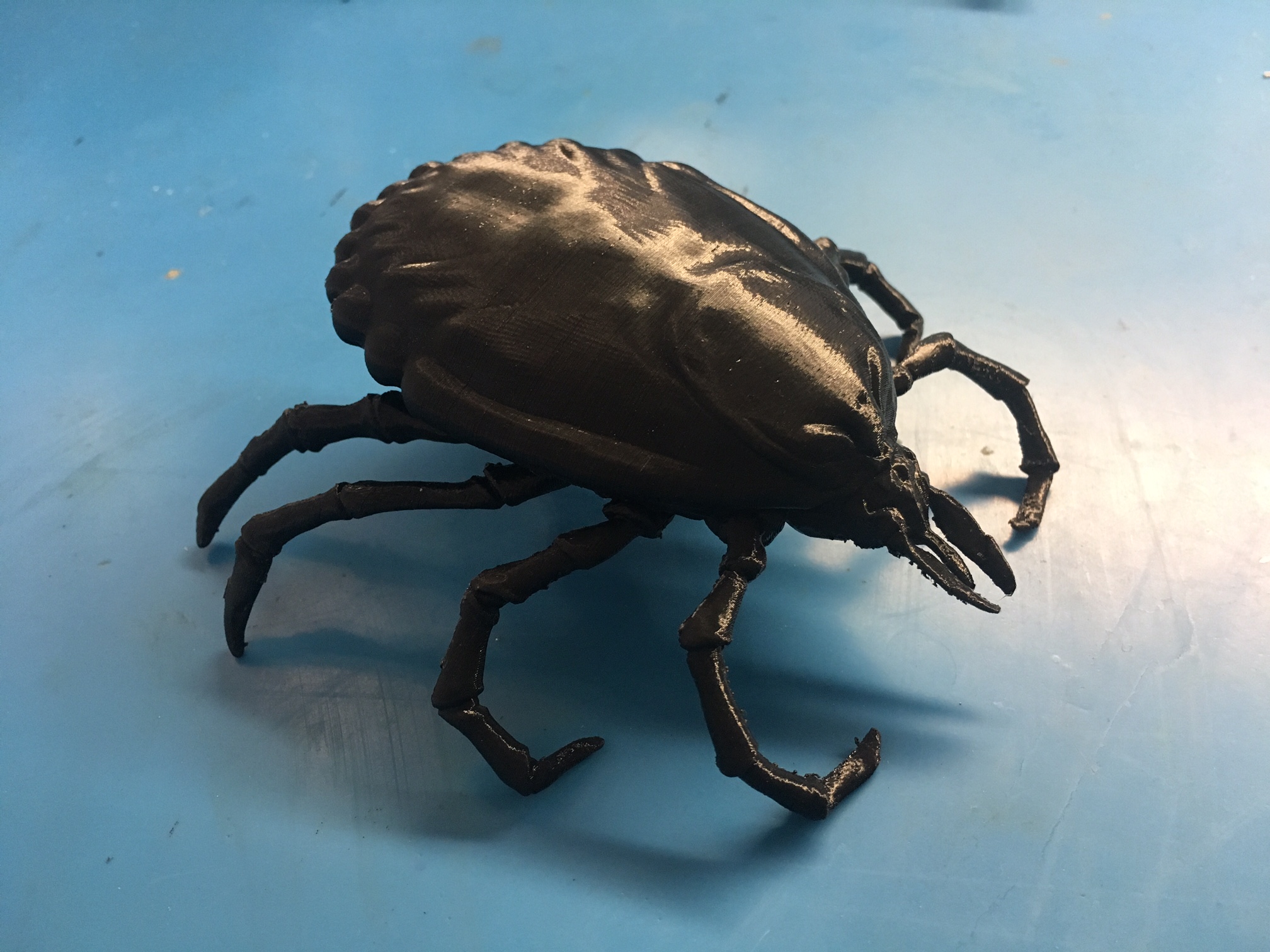 Dog Tick