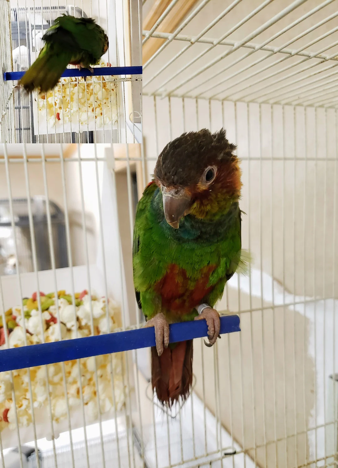 Foraging hopper and puzzle feeder, various cage wire sizes and spaces
