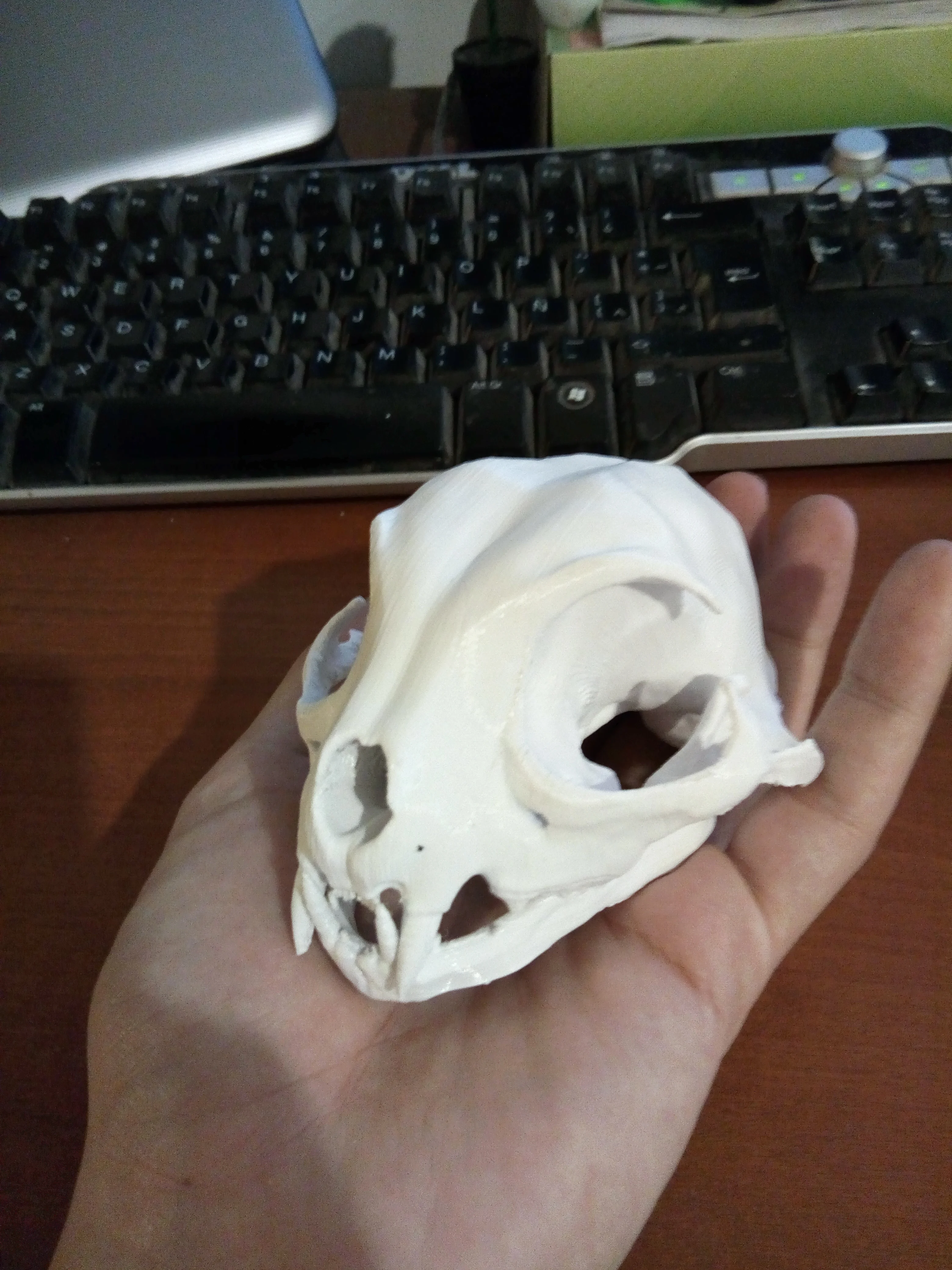 Feline Skull