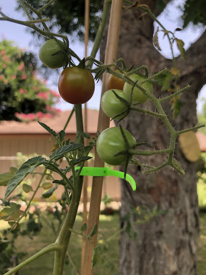 Knotty's Adjustable Cable/Plant Tie Strap