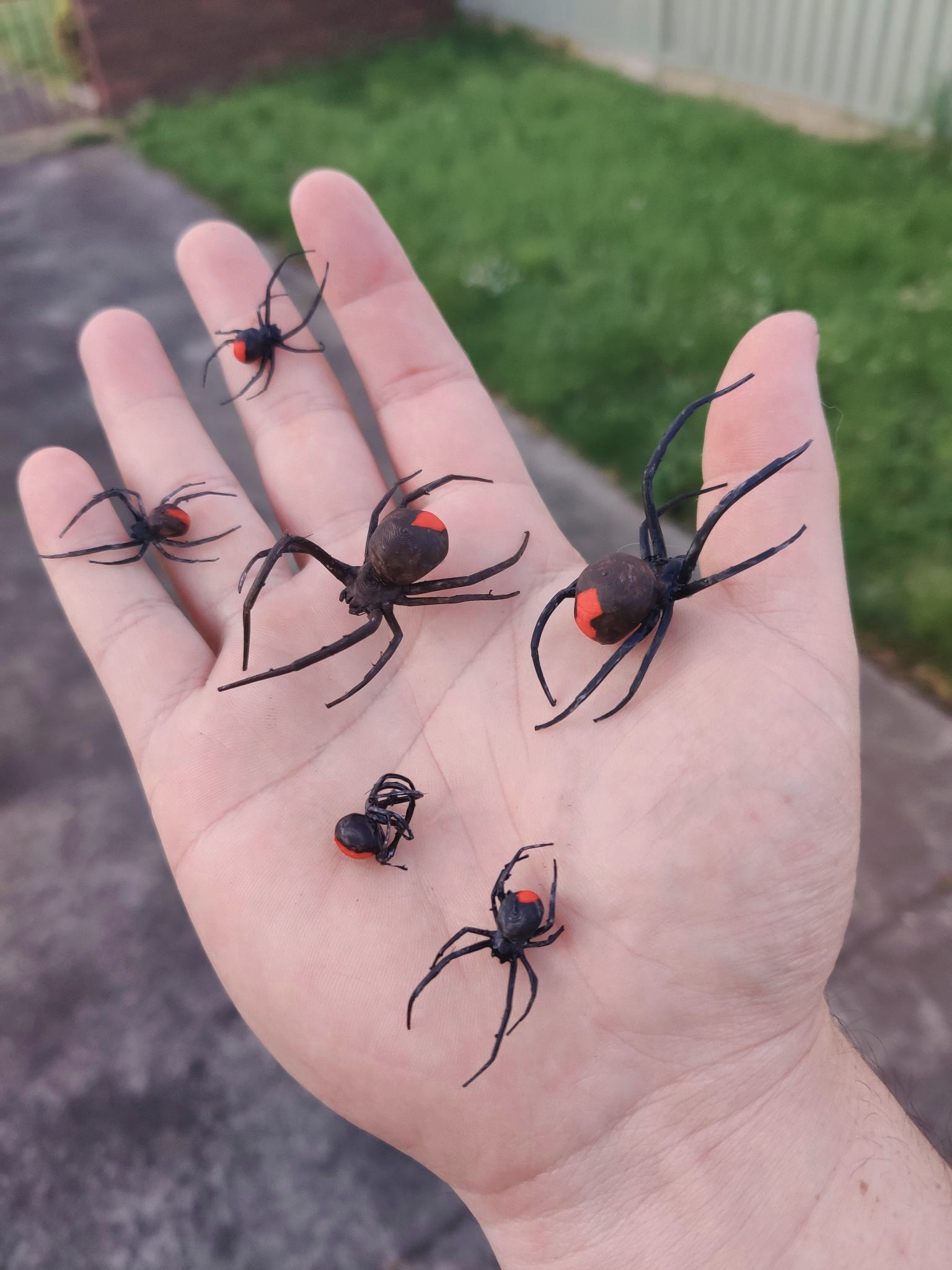 Red Back Spider