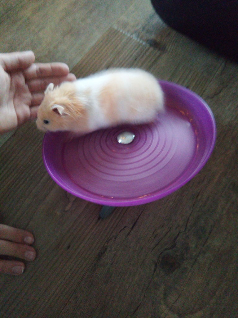 Hamster Wheel