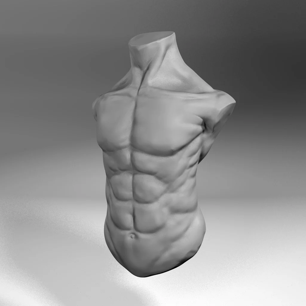 Male Torso
