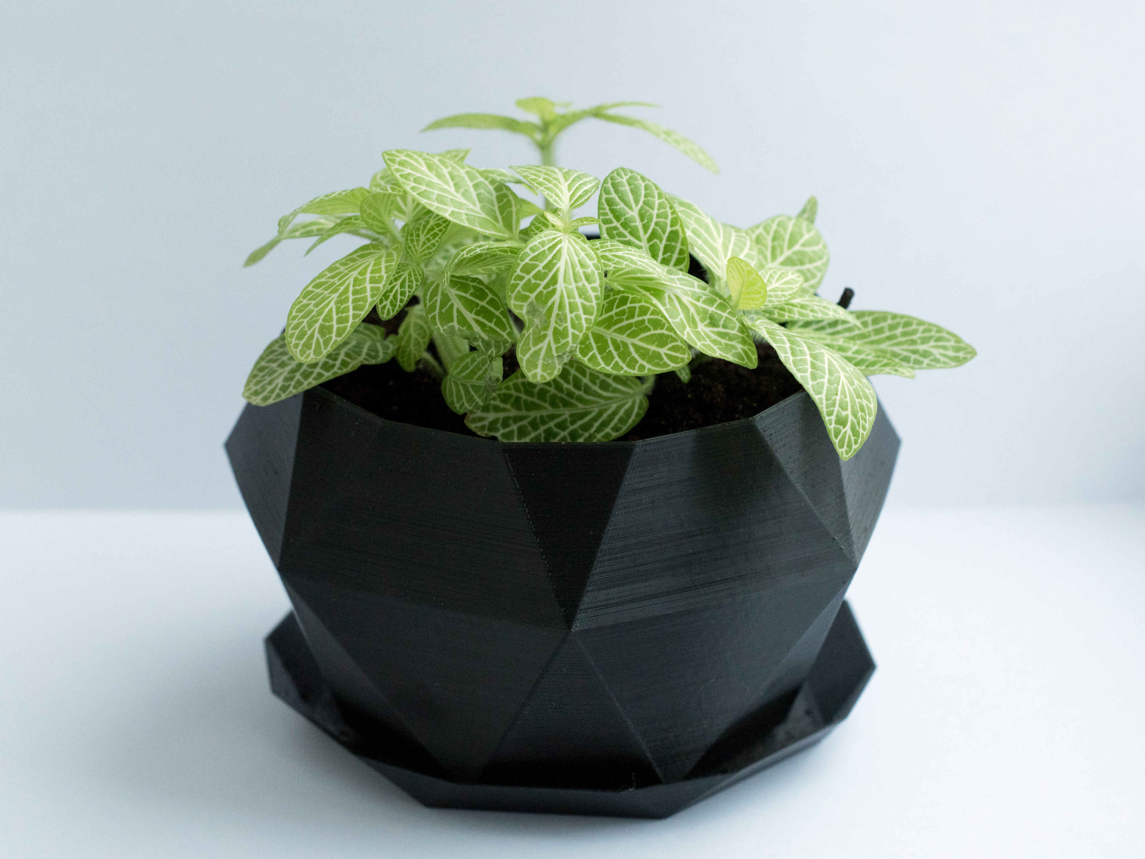 HEPTAgonal "crystalline" flower pot with drainage dish