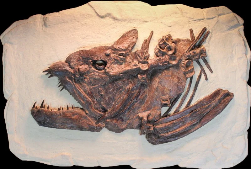 Xiphactinus Dinosaur Fossil