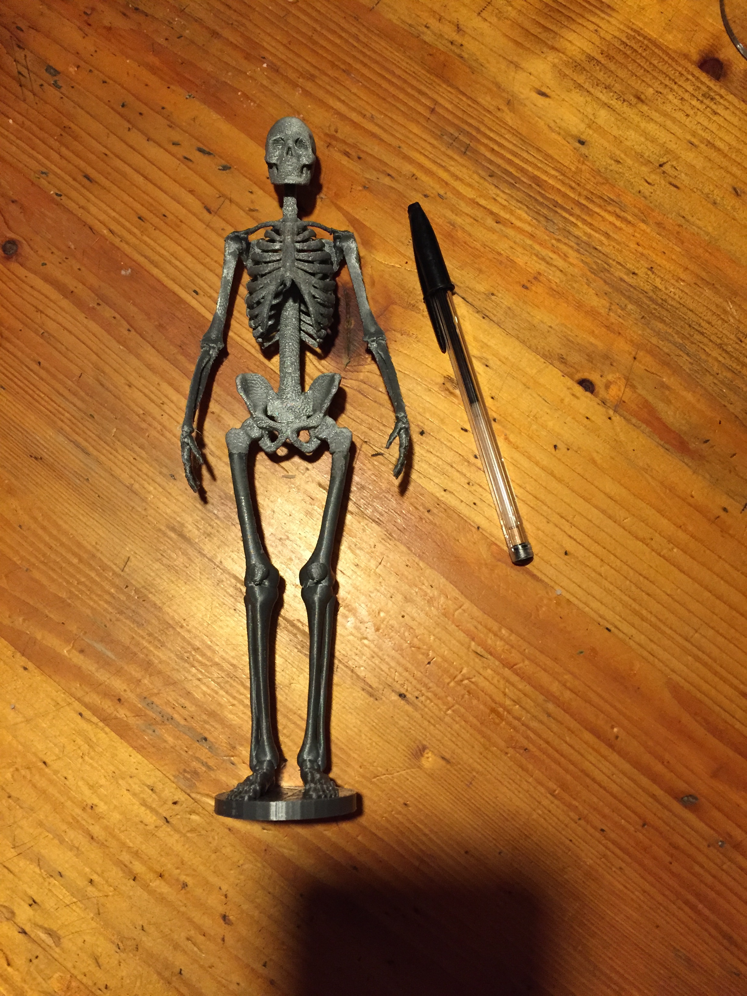 Human Skeleton