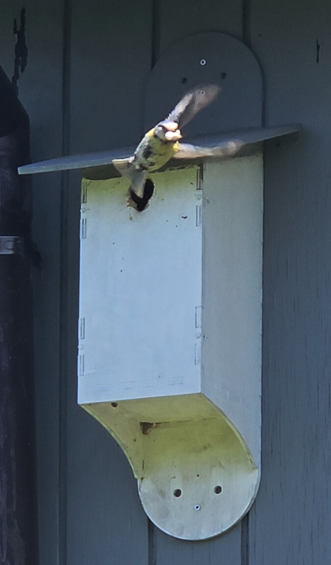 open nest box for lasercutting