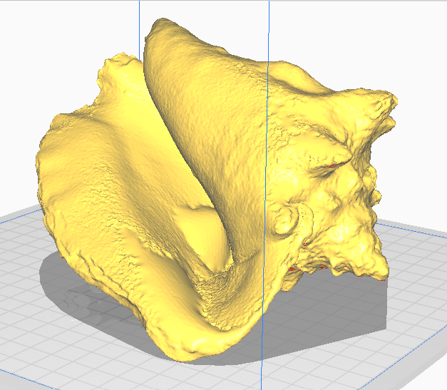 Conch Shell / Sea Shell / Seashell