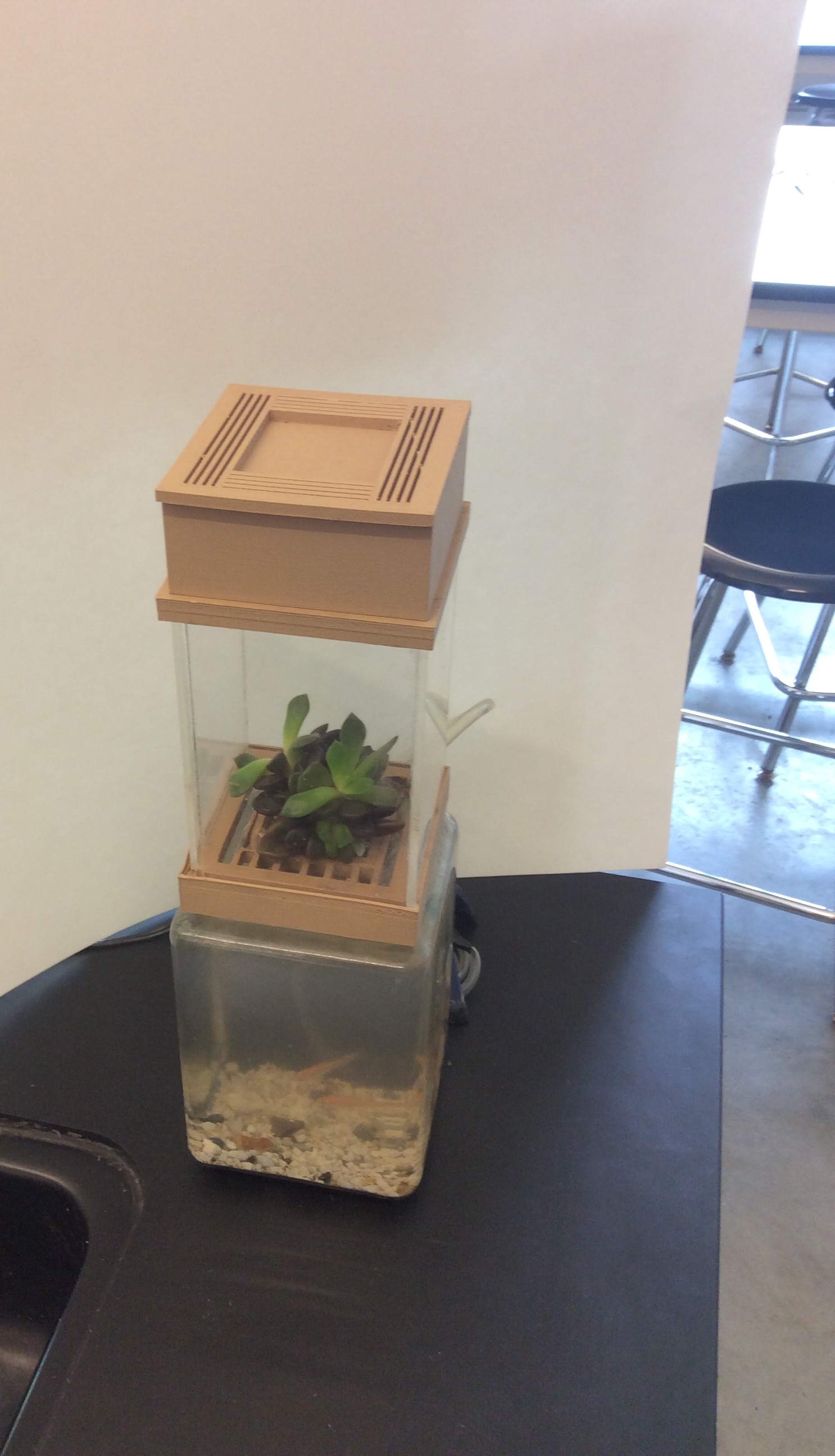 Desk Top Aquaponics system