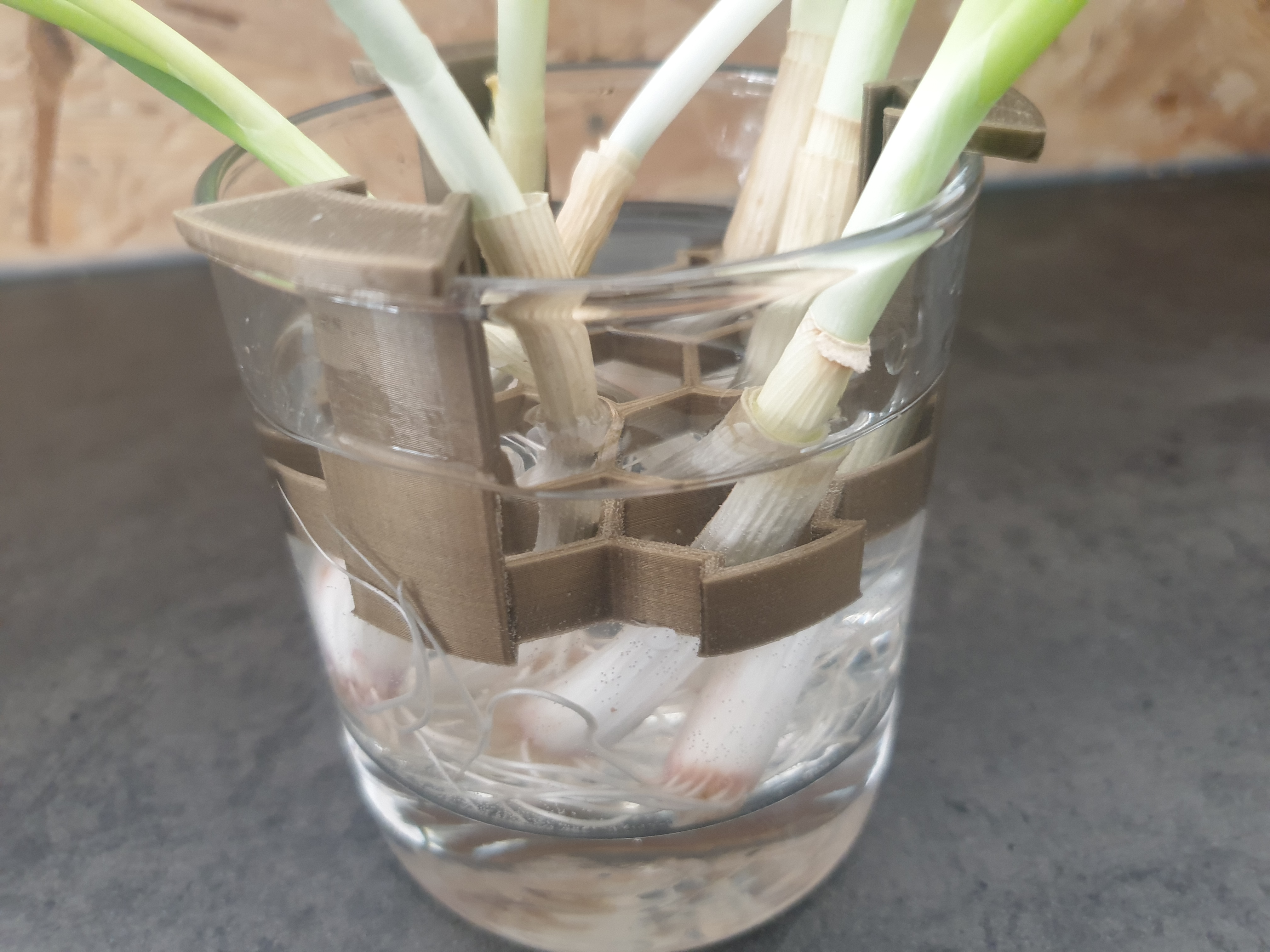 Scallion regrow device