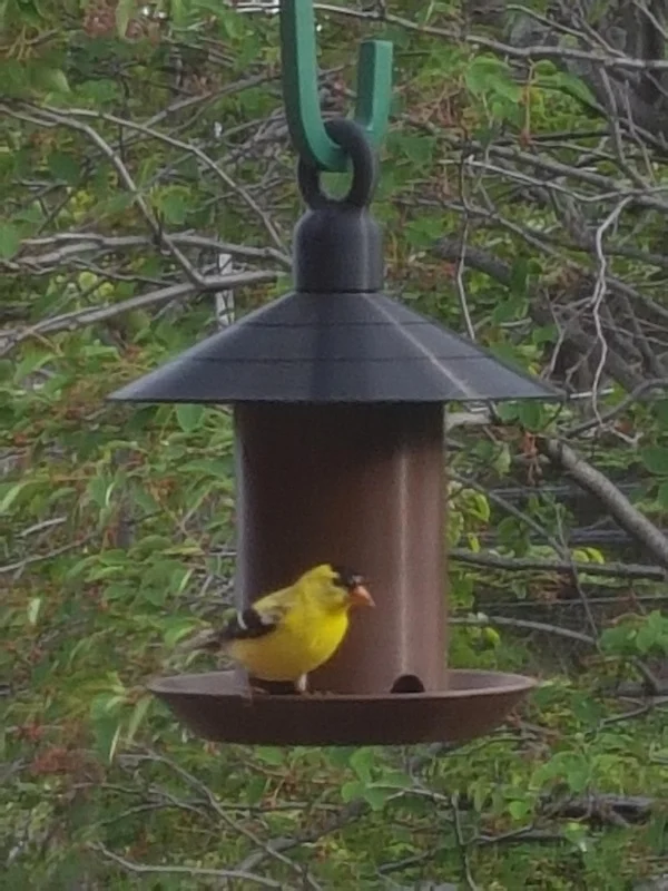 BIRD FEEDER /  FOOD DISPENSER