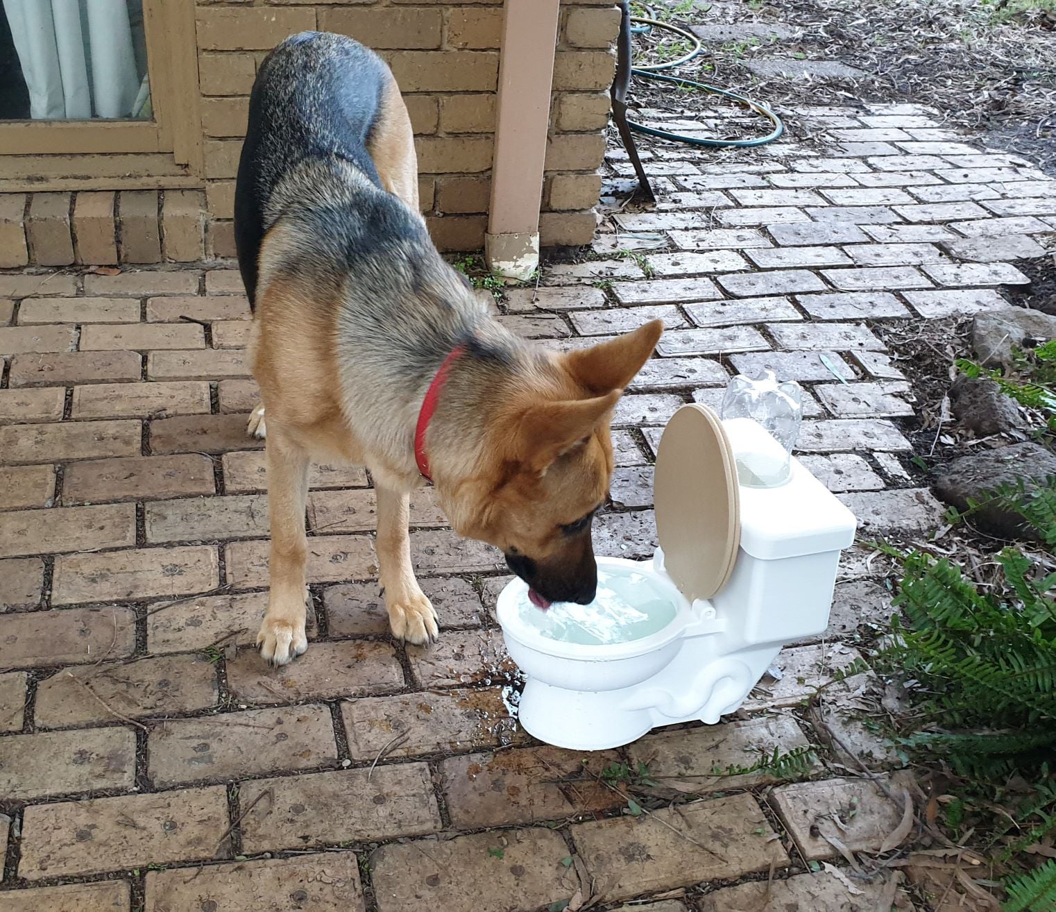 Potty / Toilet Pet Water Bowl - Auto Filling!
