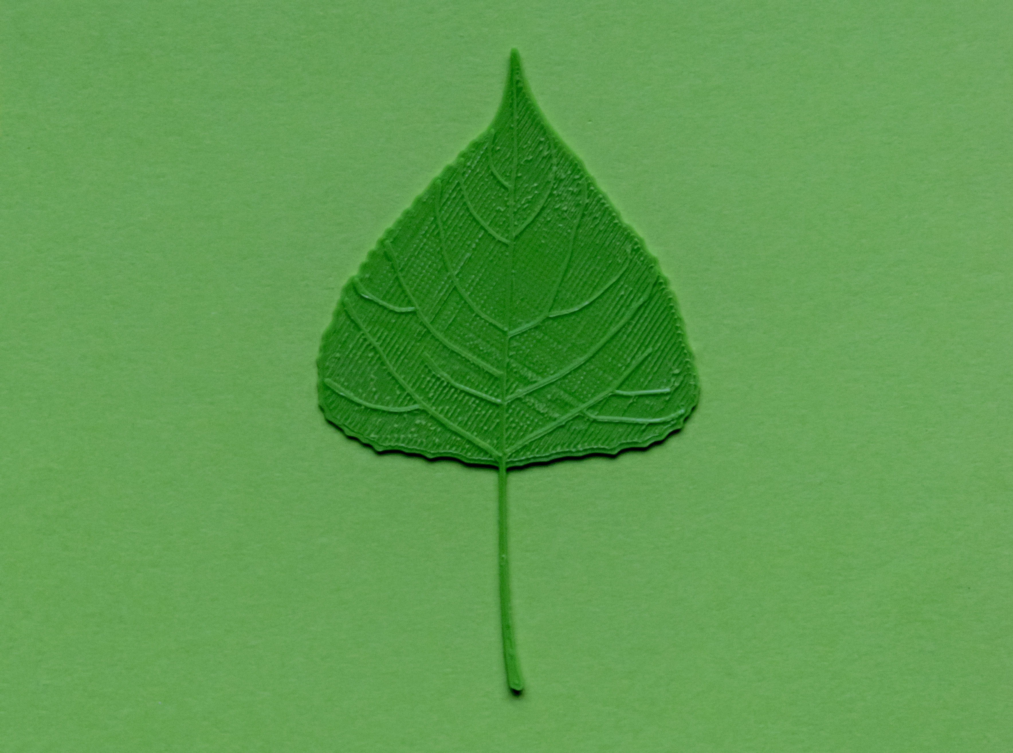 Poplar tree leaf