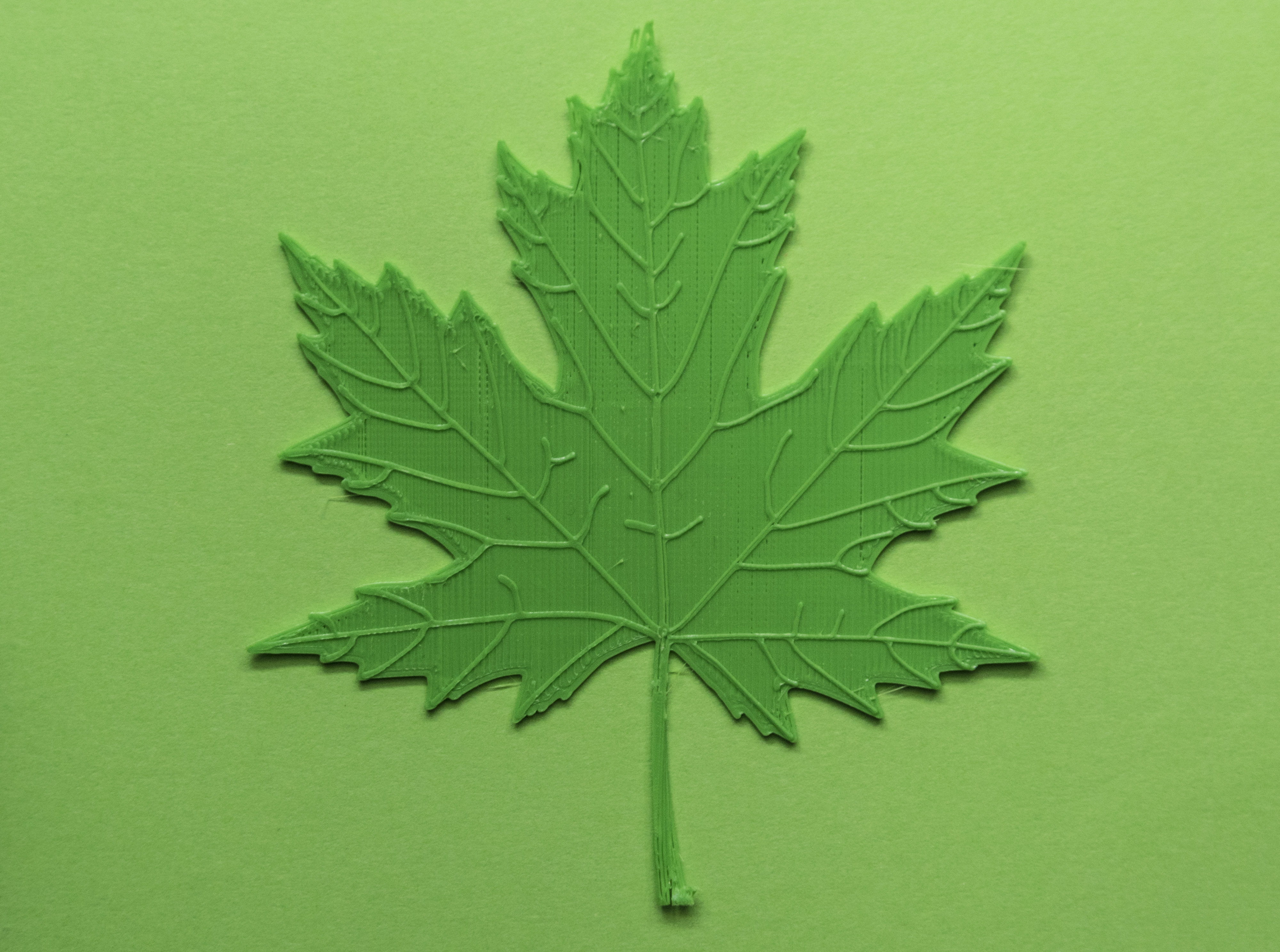 Maple tree leaf