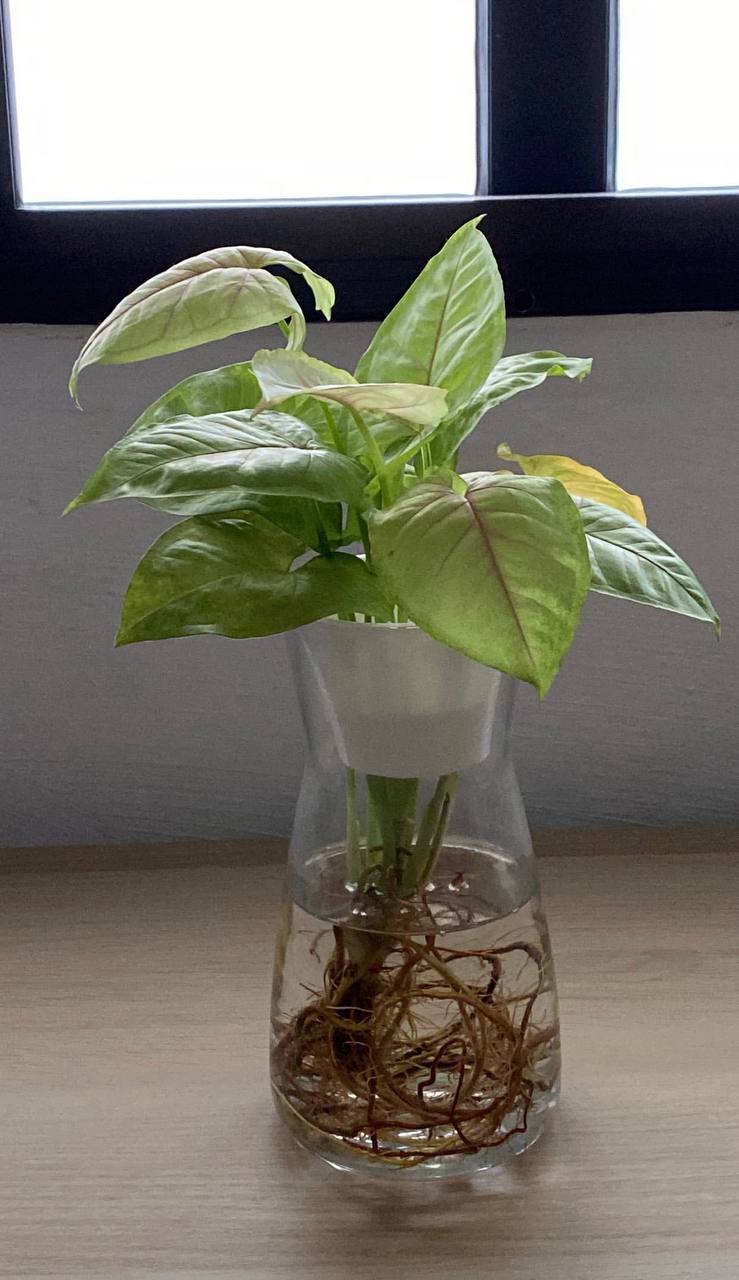 IKEA glass water planter (anti mosquito breeding)