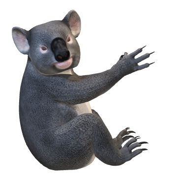 Koala