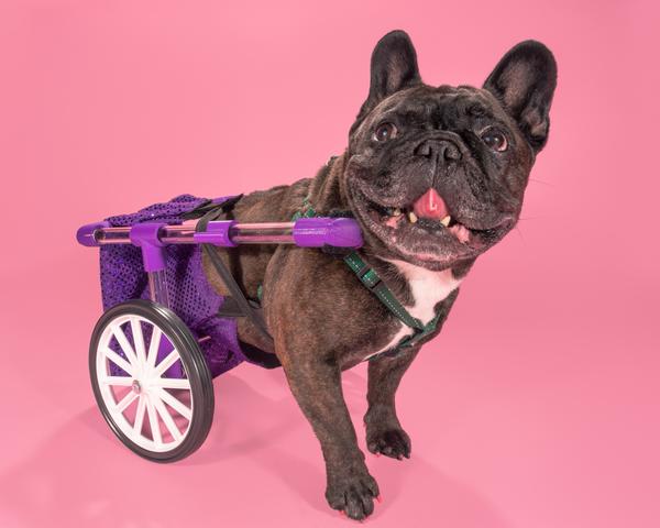 FiGo - Dog Wheelchair