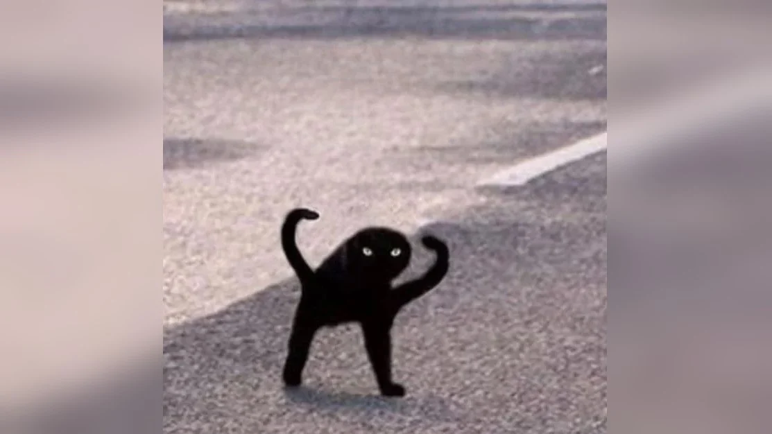 Cursed Cat Cutter