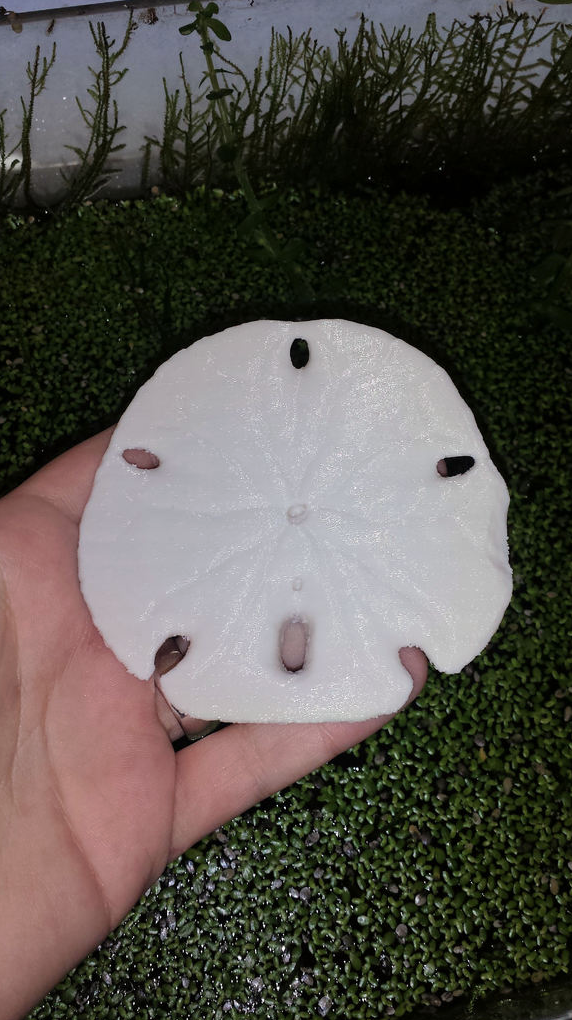 Sand Dollar