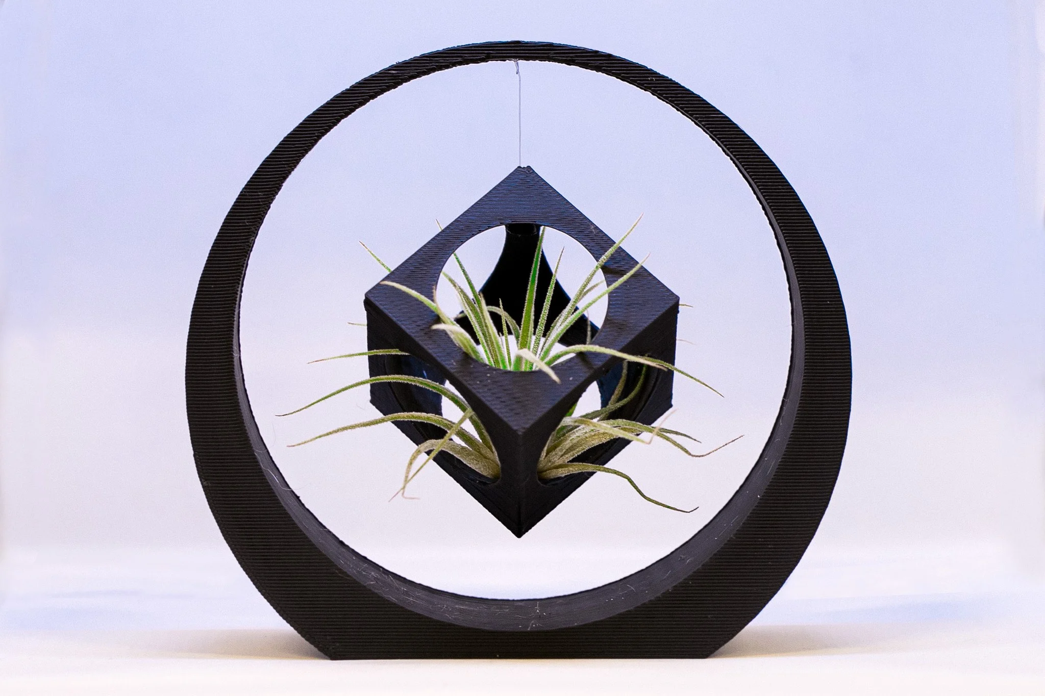 Floating cube planter in the ring (suits airplants)