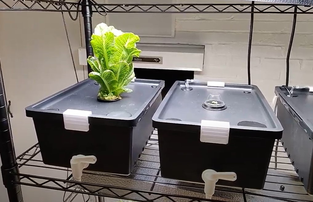 Hydroponic Bin System