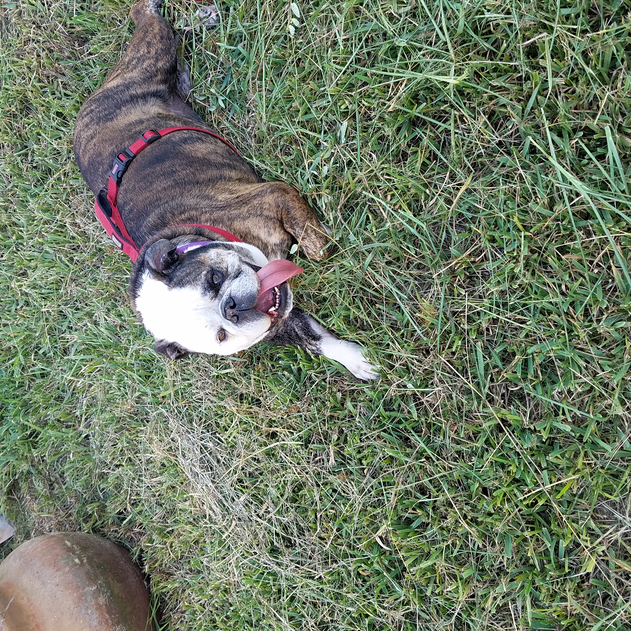 Bull Dog