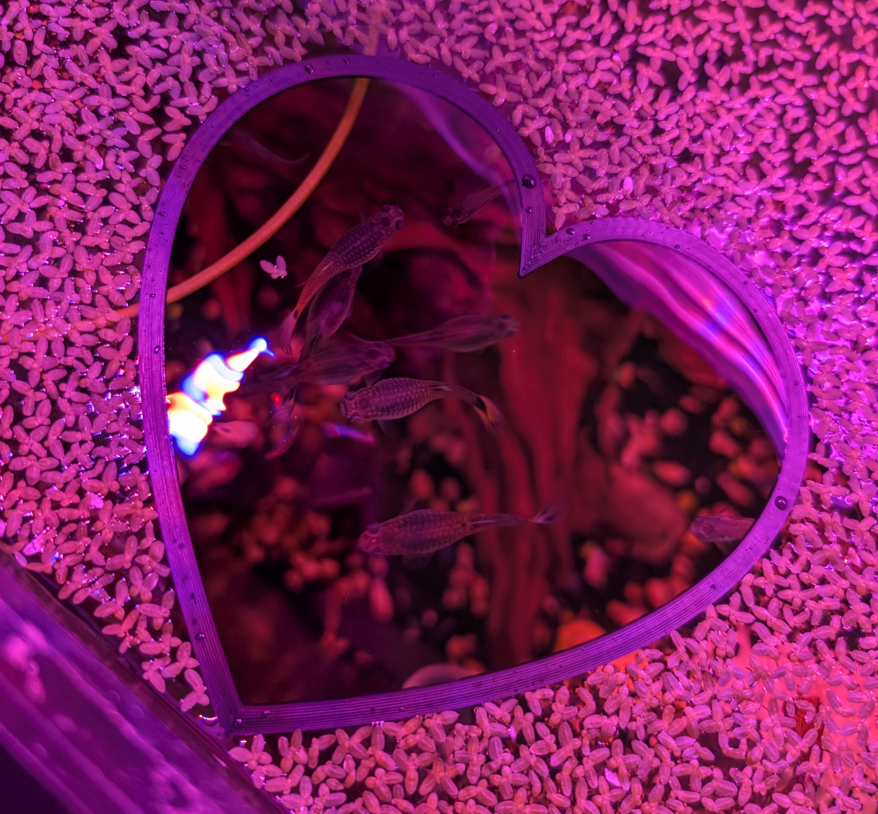 Heart shaped fish feeding ring