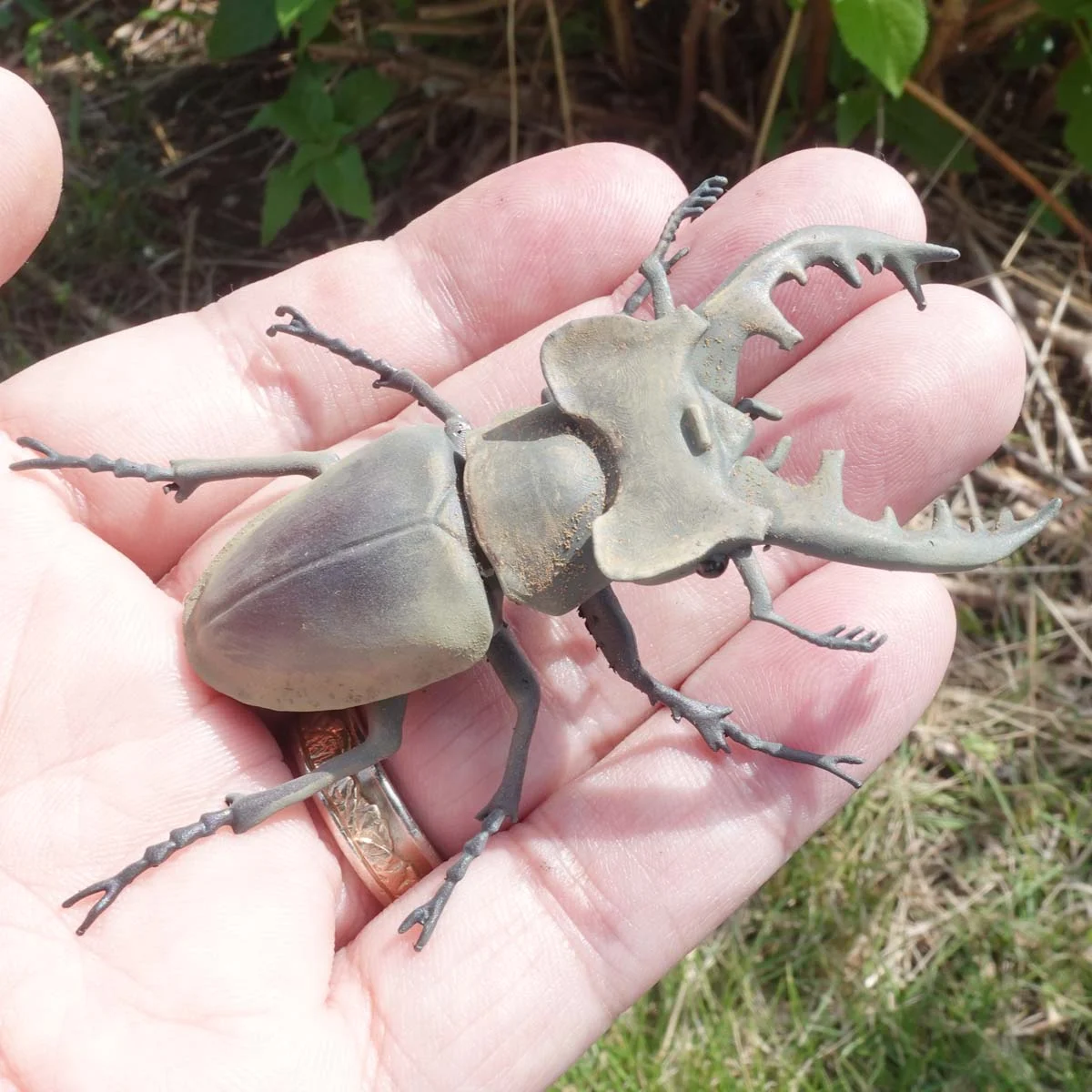 Miyama stag beetle (Lucanus maculifemoratus)