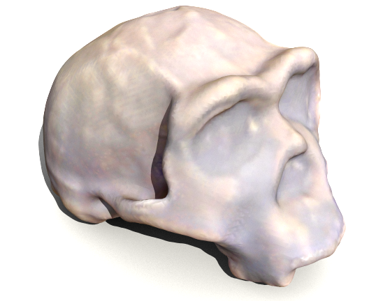 Homo ergaster skull