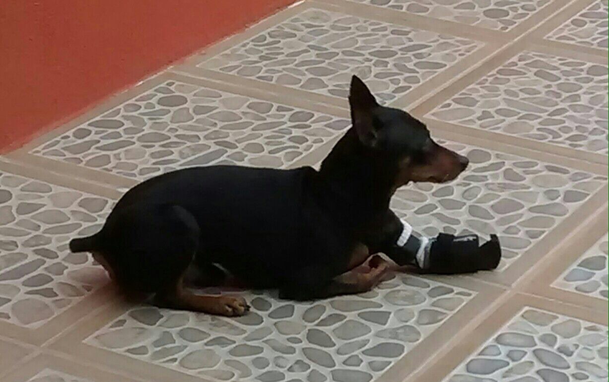 Forelimb prosthetics
