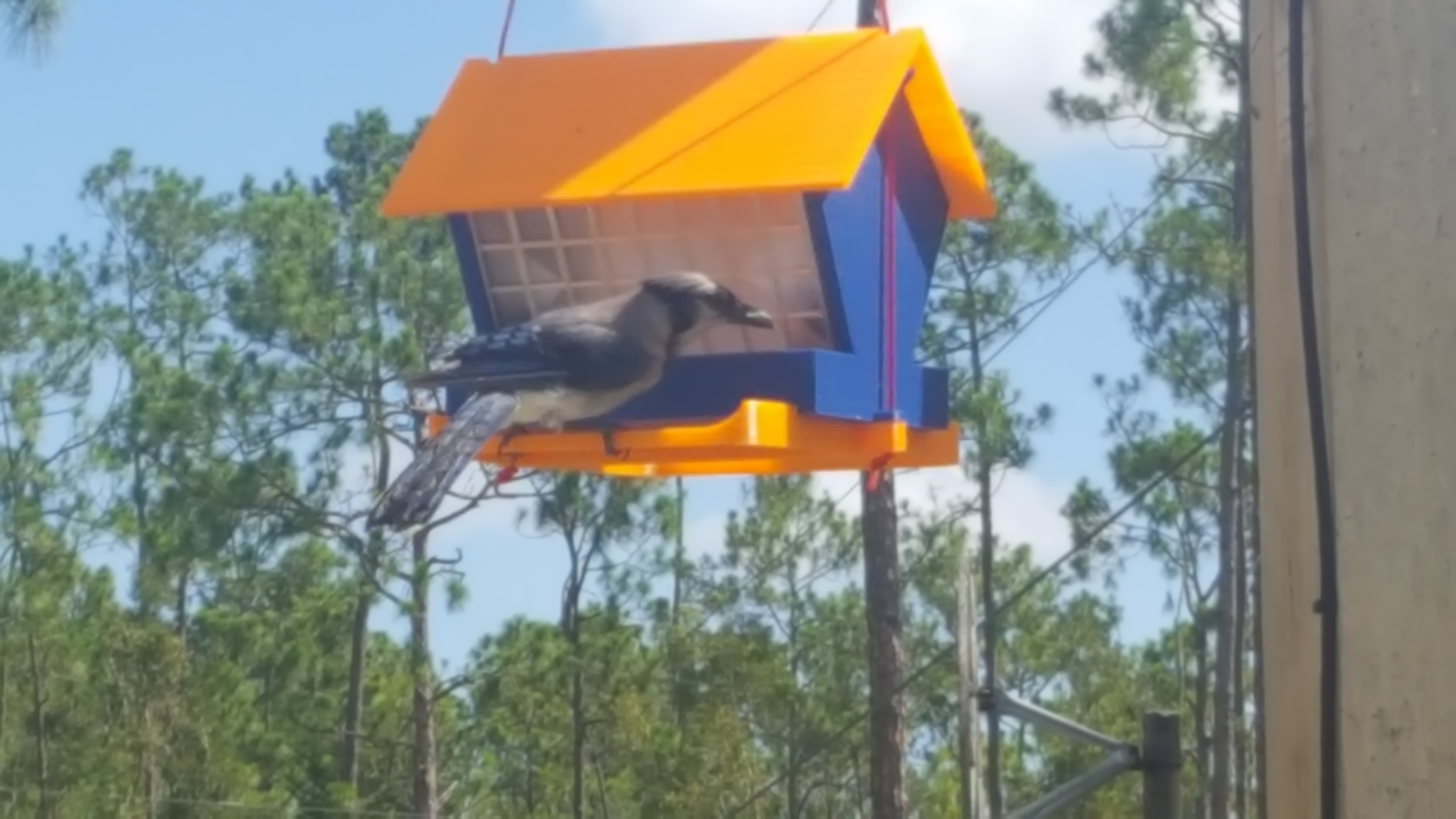 Classic Bird Feeder