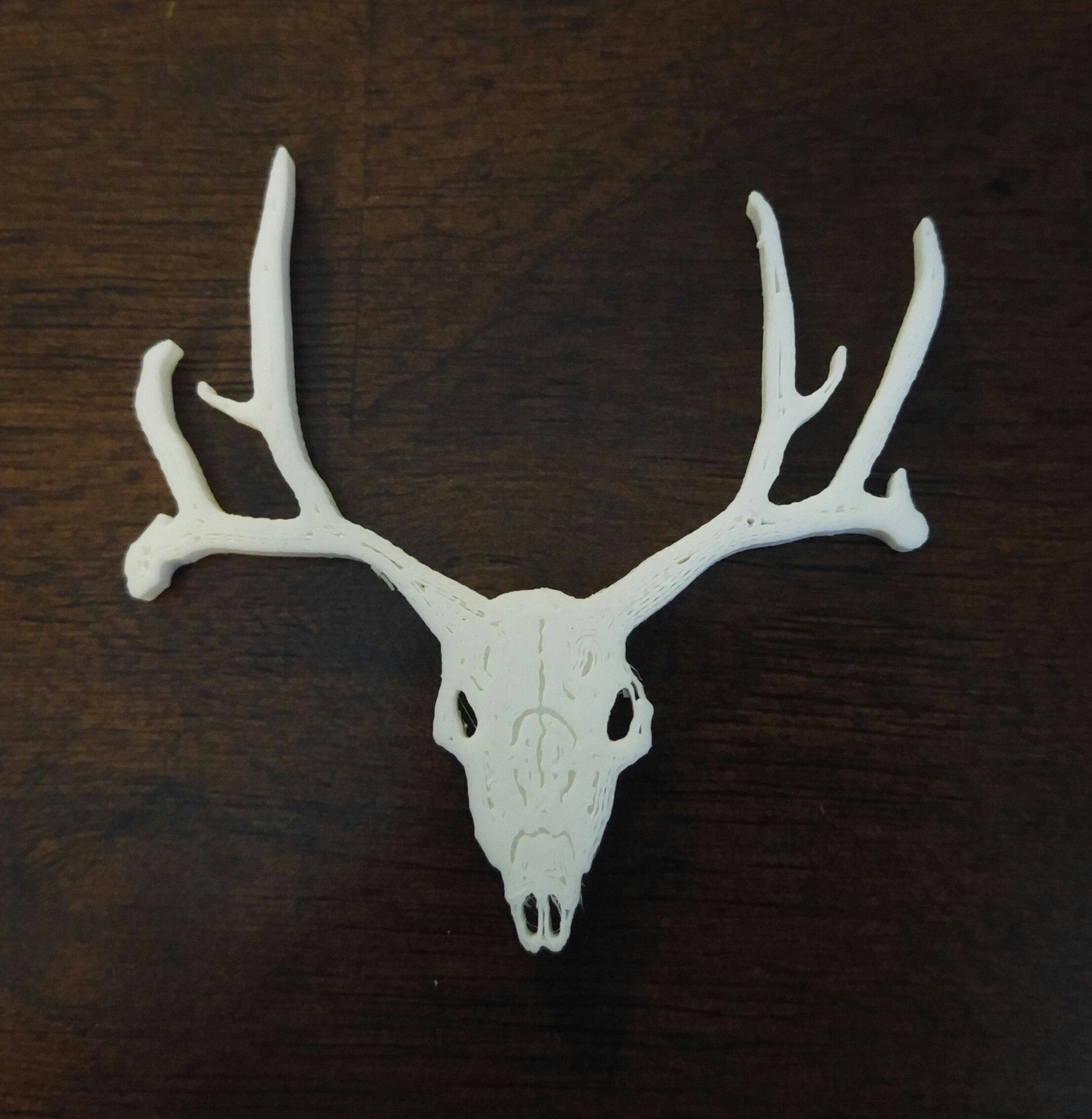 Deer Skull